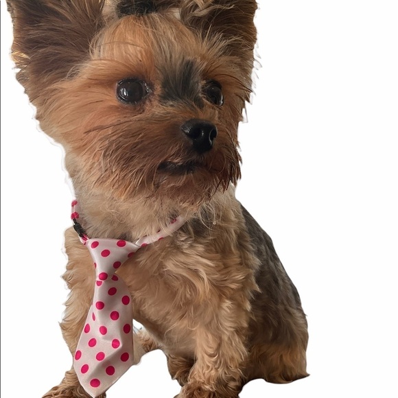 Adjusting Dog Neck Tie Collar - Picture 6 of 7